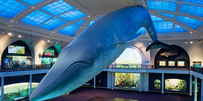 AMNH Whale from AMNH website
